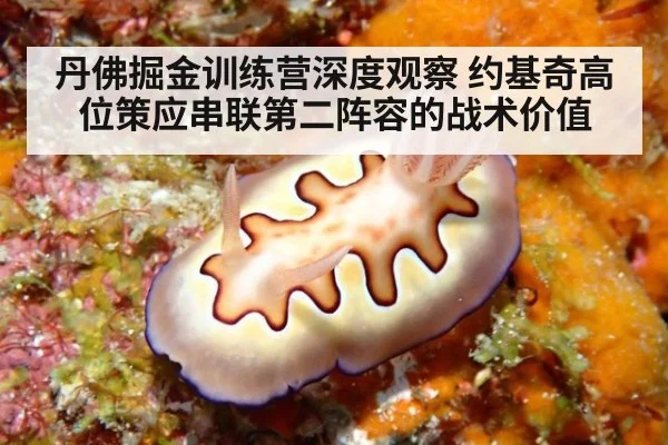 丹佛掘金训练营深度观察 约基奇高位策应串联第二阵容的战术价值